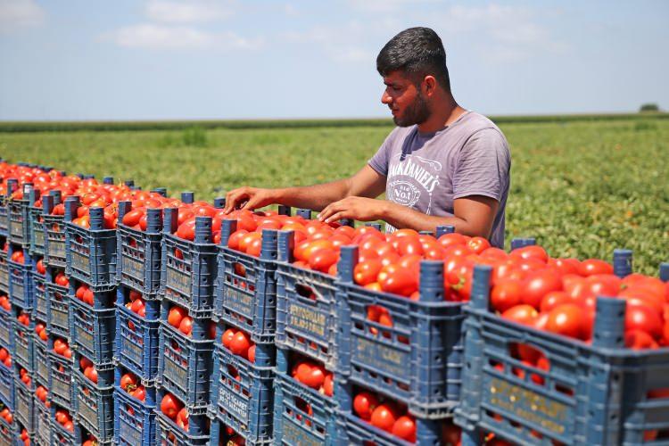 <p>Adana Ticaret Borsası Başkanı Şahin Bilgiç, AA muhabirine yaptığı açıklamada, kentte son yıllarda domates ekim alanının arttığını söyledi.</p>
