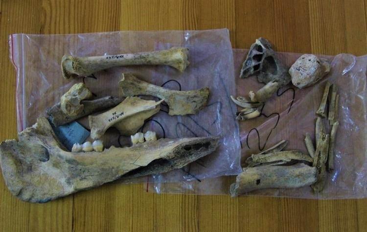<p>Antropologlar, zooarkeloglar, arkeobotani çalışanlar burada arkeologlarla birlikte çalışıyorlar. Bu disiplinler arası çalışmanın uluslararası bir yönü de var. Japonya'dan, Almanya'dan ve İtalya'dan meslektaşlarımız kazımıza katılıyorlar. Kendi uzmanlık alanlarında çalışmalarını sürdürüyorlar. Özellikle bu mezarlık alanıyla ilgili şunu söyleyebiliriz; önümüzdeki yıldan itibaren bu kemikler üzerinde antik DNA çalışmaları yürütülecek.</p>
<p> </p>