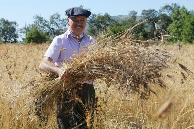 <p>Samsun'da Atakum Belediyesi, çiftçilerin organik üretim yapması için genetiği ile oynanmamış tohumluk dağıtmak için ürettiği ata yadigarı "karakılçık" buğdayının hasadına başladı.</p>
