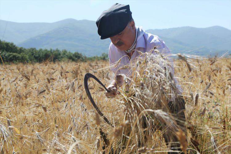 <p>Tarlada orakla buğday hasadı yapan Belediye Başkanı Cemil Deveci, Anadolu'nun yerli tohumu karakılçık tohumunun çoğaltılarak çiftçilere ücretsiz dağıtılacağını söyledi.</p>