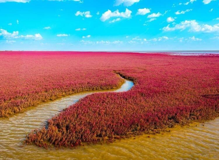 <p><strong>Red Beach / Kırmızı Plaj (Çin)</strong></p>
<p>Çin'de, Panjin kasabasının çevresinde garip kırmızı plaj var. Liao He Nehri'nin deltasında bulunuyor. Olağandışı kırmızı renk, nadir bulunan kırmızı su bitkilerinden kaynaklanmakta... Plaj doğa rezervi Shuangtai Hekou topraklarında bulunuyor Her yıl sonbahar başında kırmızı renge bürünüyor ve su bitkileri zayıf kalıyor.</p>