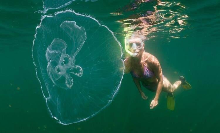 <p><strong>Jellyfish Lake / Denizanası Gölü (Palau)</strong></p>

<p>Palau ülkesinde bulunan bu gölde sayısız denizanası yaşıyor. Burada yaşayan denizanaları zararsız olup insanlar yüzme fırsatı bile bulabiliyor.</p>
