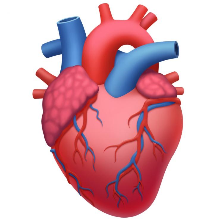 <p>Anatomik bir kalp</p>
