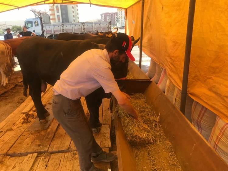 <p>Kayseri’de kurban pazarlarının kurulmaya başlamasıyla birlikte besiciler de çadırlarını getirerek kurban hazırlıklarına başladı. Pazarda çadırını kuran Besici Cesim Akbalık da pandemi sürecinden dolayı müşterilerle aralarında mesafe olmasını doğru bulduğunu belirterek, “Nasıl pazarlık edeceğimiz konusunda arada kaldık” dedi.</p>
