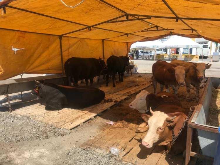 <p>Kurban seçmenin birinci şartı hayvanın ağzının bozuk olmaması. Kazma dişlerinin gözükmesi lazım. Hakkı ile kurban olmasıdır. İkinci şartı ise kulağının kesik olmaması, eğri olmaması, hasta olmaması, burnunun akmaması gerekir. Kurbancı içeri girer girmez fiyattan önce ağzının bozuk olup olmadığını biz besicilere sormaları lazım.</p>
