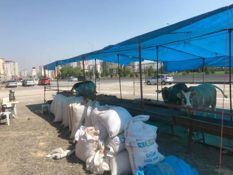 <p>Ben bu hayvanı alacağım ağzı bozuk mu değil mi. Fiyattan önce onu bize sorması lazım. Bizde ağzını açacağız hayvanın, iki tane kazmayı gördükten sonra pazarlığa gireriz. Hayvanı almadan önce bize onu sormaları lazım”</p>
