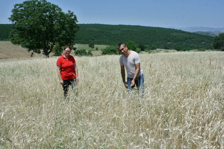 <p>Bursa’nın Yenişehir ilçesine bağlı Yazılı köyünde siyez buğdayı yetiştiren elektronik mühendisi Semra Özkan, “Ata buğdayı radyasyona karşı dayanıklı bir buğday türü. Birçok ülke bunu herhangi bir radyasyon saldırısına karşı stoklarında bulundurabiliyor” dedi.</p>
