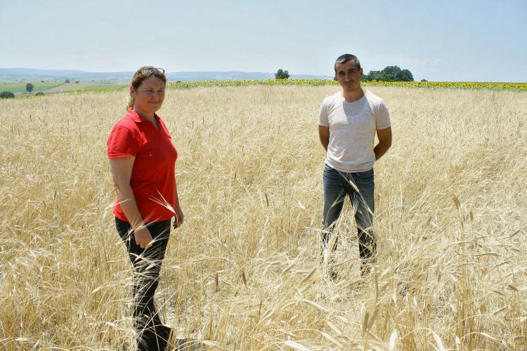 <p>Elektronik mühendisi olan Semra Özkan, Bursa'daki köyüne dönüp çiftçiliğe başladı. Özkan, “ata toprakları” dediği tarlalarında ata buğdayı siyez, sahlep ve lavanta yetiştiriyor.</p>
