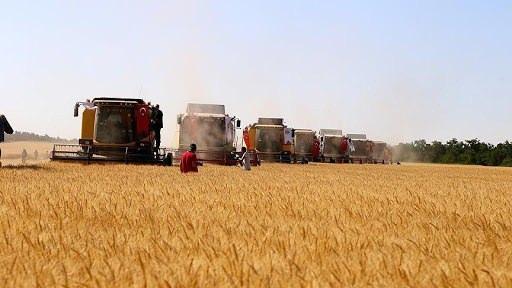<p>Siyez buğdayının Anadolu’da yetişen bir buğday türü olduğunu ve 10 bin yıldır bu topraklarda yaşamış, doğal şartlara intibak etmiş bir cins olduğunu söyleyen Özkan, “Hatta radyasyona karşı dayanıklı bir buğday türü. Birçok ülke bunu herhangi bir radyasyon saldırısına karşı stoklarında bulundurabiliyor. Bu buğday için diğer buğdayların atası diyebiliriz” dedi.</p>