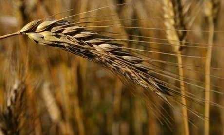 <p>Fakat bakanlığımızın dijital tarım pazarı DİTAP uygulaması ile artık bu sorunu da aştık. Bundan sonra değişik ürün yetiştirmek isteyen çiftçilerimiz rahatlıkla teknik bilgilerimizden faydalandırabilirler” diye konuştu.</p>