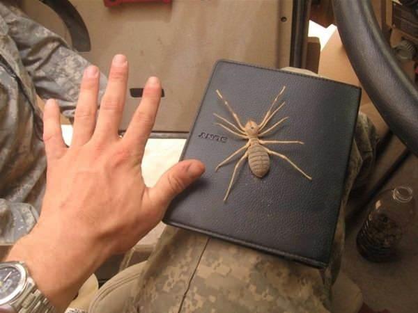 <p>Özellikle Kuzey Irak ve Hakkari çevresinde bulunan bu örümcek Amerikalı askerlerin değimiyle "camel spider" (deve örümceği)</p>

<p> </p>

