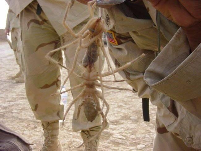 <p>Amerikalı askerler arasında ise "camel spider(deve örümceği)" olarak biliniyor.</p>

<p> </p>
