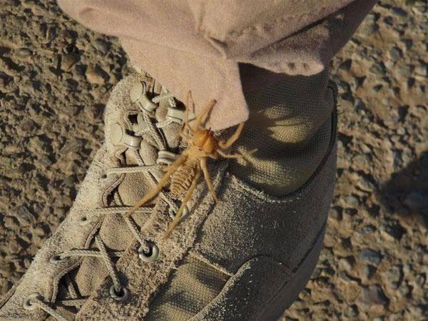 <p>İri görünümleri nedeniyle halk arasında paniğe neden olan örümceklerin ısırabileceği, hatta et dahi kopartabildikleri vurgulanıyor.</p>

<p> </p>
