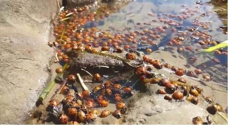 <p>Çanakkale’nin Kuzey Ege’deki turizm merkezlerinden biri olan ve dünyanın ilk ve tek sakin adası (Cittaslow) olan Gökçeada’da geçtiğimiz günlerde görülen toplu uğur böceği ölümleri, görenleri tedirgin etti.</p>
