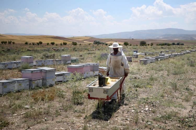 <p>"İç Anadolu Bölgesi'nin çiçeği güzel bal verir." diyen Güldağ, şunları kaydetti:</p>
<p>"Arı burada ballı burgu dediğimiz çiçeği sever. Ekinlerin kenarında olur, kırmızı çiçek açar, çok güzel bal verir. Arı ayrıca burada geven ve kekiği seviyor. Muğla'nın çiçeği bal vermez, polen verir. Buradan elde ettiğimiz bal, çiçek, kekik ve geven balı. En çok zirai ilaçlardan etkileniyor arı. Bakanlık gerekli uyarıları yapmasına rağmen maalesef çiftçi tarım ilacını bilinçsiz kullanıyor. Arı ilaçlı çiçeğe konduğu zaman ya hemen ölüyor ya da kovana gelince tüm kovanı öldürüyor. Muğla'da özellikle bu durumdan çok şikayetçiyiz."</p>