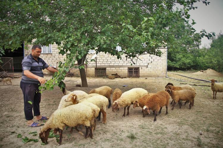 <p>Azerbaycan'ın Tovuz ilinin sınırdaki köylerine yüksek kalibreli top ve havan atışlarının desteğiyle gerçekleştirilen saldırılarda, bölgede çok sayıda ev kullanılamaz hale geldi. </p>

<p>Bölgedeki siviller, ağır ateş altında bulunmalarına ve yaşanan can kayıplarına rağmen topraklarını terk etmiyor ve yaşamlarını sürdürüyor.</p>

