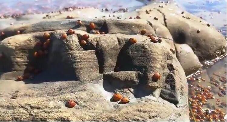 <p>Aralarında canlılar da vardı ama dalgaların kenara attığını gördük. Daha önce Gökçeada, Bozcaada ve diğer adalarda da çok bulundum ama ilk defa böyle bir şey görüyorum. İlgimi çekti ve paylaşmak istedim. Umarım uzmanlar bununla ilgili bir açıklama yapar ve kötü bir şey yoktur” dedi.</p>