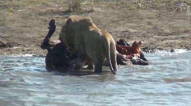 <p>Güney Afrika'daki Kruger Milli Parkı'nda, avcı hayvanlar tarafından öldürülen hamile bufalo, su kaynağının kenarında bırakıldı.</p>

<p> </p>
