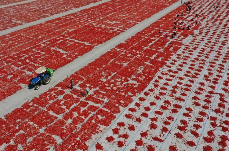 <p>Yaklaşık 190 dönüm alanda domates kuruttuğunu aktaran Saygıner, "10 bin ton yaş domates seriliyor. Buradan yaklaşık 750 ton kurutulmuş domates elde ediyoruz." dedi. </p>