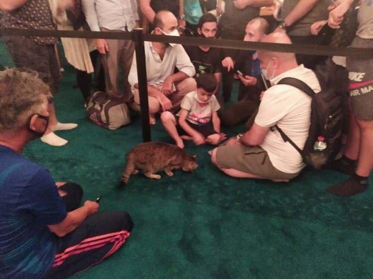 <p> Ziyaretçiler kedinin fotoğrafını çekmek için adeta birbirleriyle yarışıyor.</p>