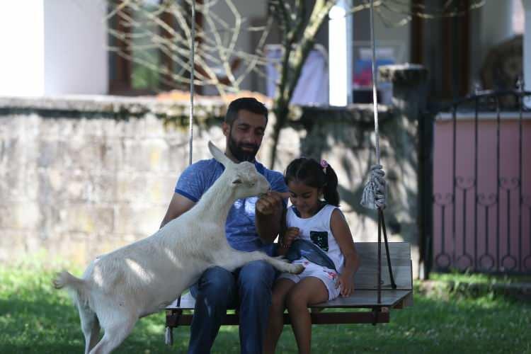 <p>Düzce'de annesi tarafından reddedilen keçinin bakımını üstelenen Ayyıldız ailesi, "Pamuk" adını verdikleri hayvana özenle bakıyor.</p>
