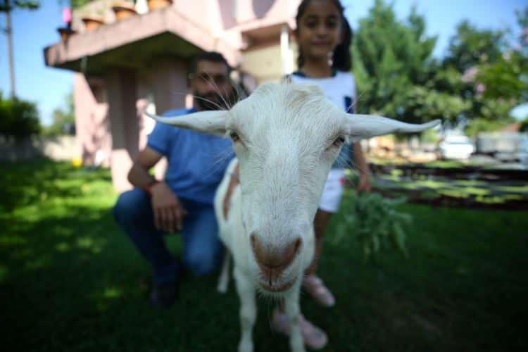 <p>Ayyıldız, yanına götürdüğü annesi tarafından reddedilen yavru keçiyi evine getirerek bir kuvözde beslemeye başladı. </p>
