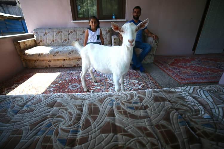 <p>Ayyıldız ailesi, evin maskotu haline gelen keçiyi günlük yaşamlarında bir an olsun yanlarından ayırmıyor.</p>