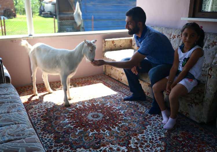 <p>- "Ailemizin bir üyesi oldu"</p>

<p>Kadir Ayyıldız, AA muhabirine, keçiyi 8 ay önce açık alandaki besi çiftliğinde yaprakların arasında bulduğunu söyledi.</p>
