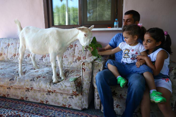 <p>Keçinin annesi tarafından reddedildiğini dile getiren Ayyıldız, "15 gün boyunca kuvözde baktık. Altını çocuk bezleriyle bezledik. Evde baktık. Ailemizin bir üyesi oldu. Çoğu zaman peşimizden ayrılmıyor. Bizimle gelir, balkonda oturur. Çocuklarla koşturur. Burada isteği gibi özgürce hareket eder." diye konuştu.</p>
