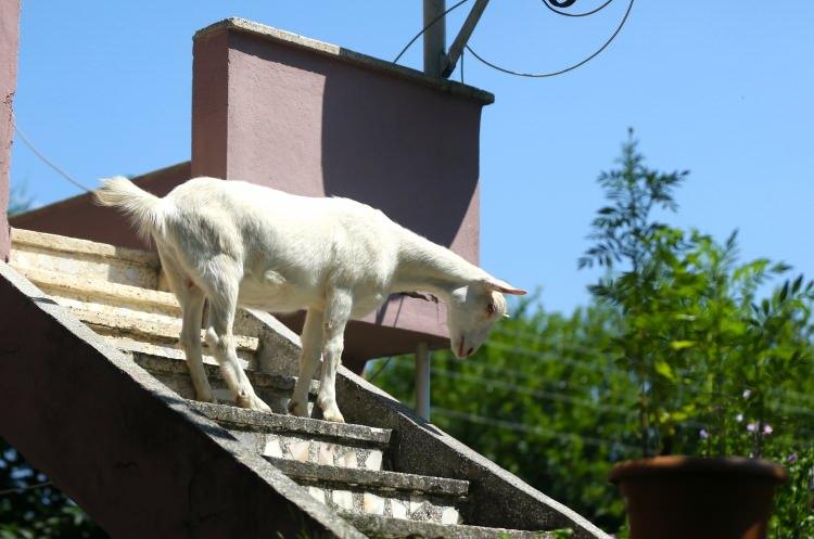 <p>Yaklaşık 200 küçükbaş hayvan beslediğini fakat Pamuk'un yerinin ayrı olduğuna işaret eden Ayyıldız, şunları kaydetti:</p>
<p>"Annesi bıraktı, gitti. Bir nevi annelik yaptık. Biz besledik, mamasını biz hazırladık. Gün içinde koyun otlatırken bizimle yanımızda gelir, hiçbir yere gitmez. Bizim yanımızda otlar, koyunlar ayrı otlar, bu ayrı otlar. Arabayla gezdiririz. Piknik alanına götürürüz. Akşama kadar çocuklarla eğlenir. Bahçemizde bizimle birlikte aileden bir birey gibi gezer."</p>