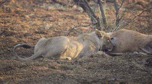 <p>Görüntüler Güney Afrika'da Madikwe Game Reserve'de (vahşi hayvan bölgesi) kayda alındı.</p>
