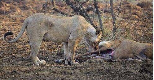 <p>Ceylanın karnından yavaşça yavruyu çıkaran aslan, ceylan yavrusunun üzerinde bulunan atıkları dakikalarca yalayarak temizledi.</p>
