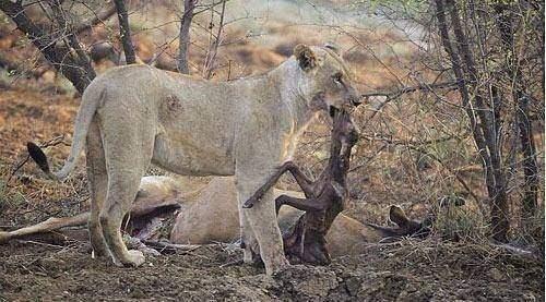 <p>Aslan davranışlarının en ilginç anlarından birine şahit olduğunu anlatan fotoğrafçı, aslanın annelik iç güdüleri ile hareket ettiğini söyledi.</p>
