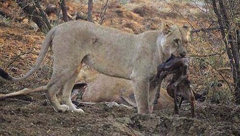 <p>Fotoğrafçı aslanın o an yavrunun kalp atışlarını hissederek onu şefkat göstermiş olabileceğini ifade etti.</p>
