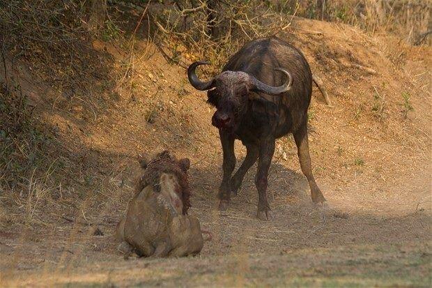 <p>Zambia'nın Güney Luangwa Ulusal Park'ında yaşananlar herkesi hayrete düşürdü. 6 yaşındaki aç erkek aslan, dişi bir bufaloya saldırdı. </p>
