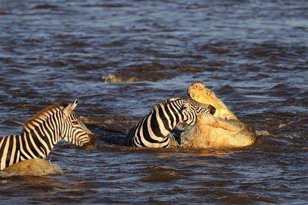 <p>Masai Mara'da gerçekleşen av kameralara böyle yansıdı.</p>
