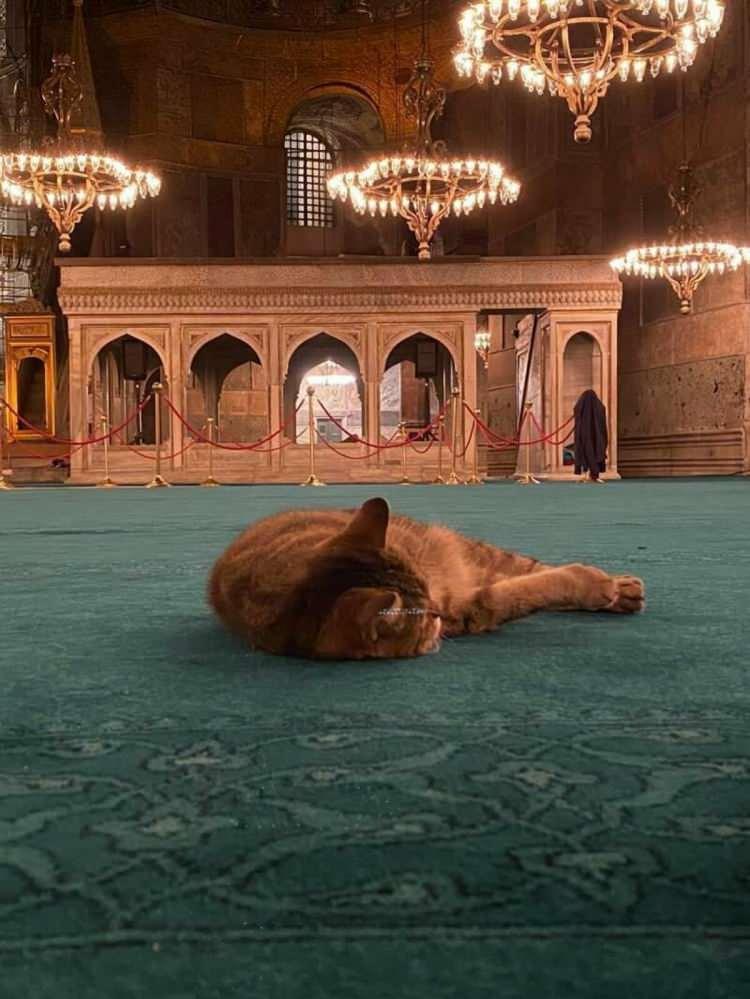 <p>Ayasofya’nın kedisi olarak bilinen dünyaca ünlü kedi Gli, ziyaretçiler tarafından büyük ilgi görüyor.</p>
