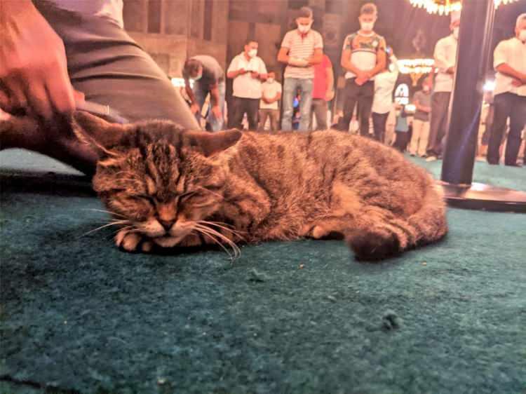<p>Ayasofya-i Kebir Cami-i Şerifi’ni ziyaret eden herkesin gözü meşhur kediyi ararken, bulanlar da cep telefonlarına sarılıyor.</p>
