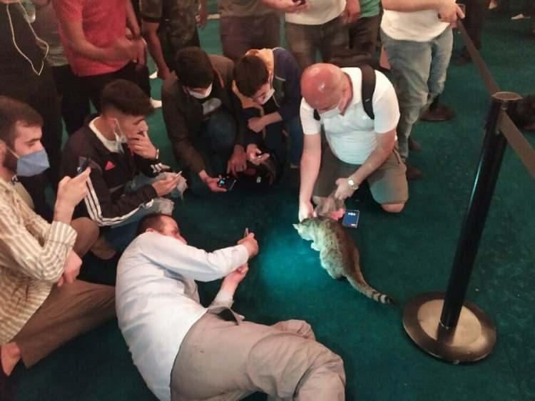 <p>Ayasofya-i Kebir Cami-i Şerifi'nin meşhur kedisi 'Gli' camiyi ziyarete gelenlerden büyük ilgi görüyor.</p>