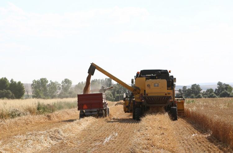 Milli tohum "Hüseyinbey" ile buğday verim rekoru kırıldı