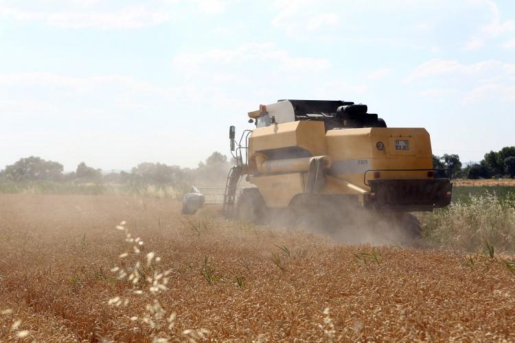 Milli tohum "Hüseyinbey" ile buğday verim rekoru kırıldı