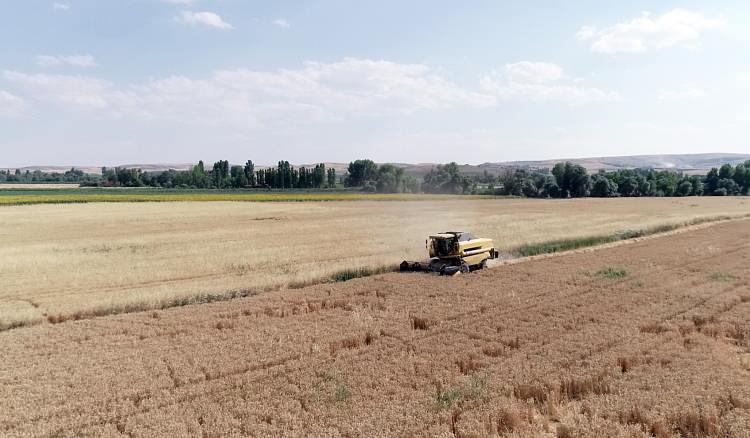 Milli tohum "Hüseyinbey" ile buğday verim rekoru kırıldı