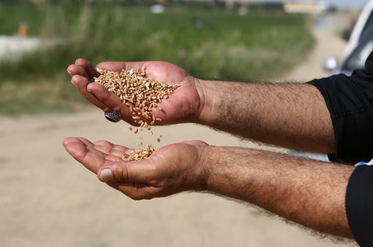 Milli tohum "Hüseyinbey" ile buğday verim rekoru kırıldı