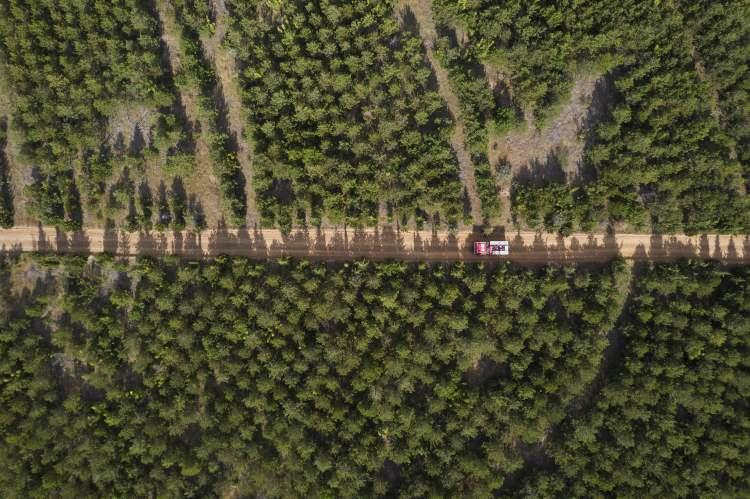 <p>Kentteki 105 bin hektar ormanlık alanın 50 bin hektarı, Edirne Orman İşletme Müdürlüğü sorumluluk sahasında bulunuyor.</p>