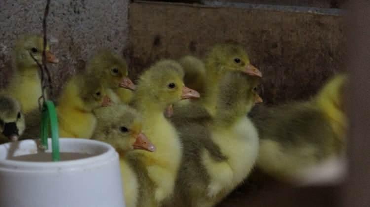 <p>Van’da yaşayan iş adamı Ömer Kasap, kardeşlerinin önerisi üzerine iki yıl önce Fransa’dan kaz yumurtası aldı. Kasap, getirttiği yumurtalardan Ankara’da kuluçka sistemiyle aldığı civcivleri Van merkez Tuşba ilçesine getirerek kaz çiftliği kurdu. </p>
