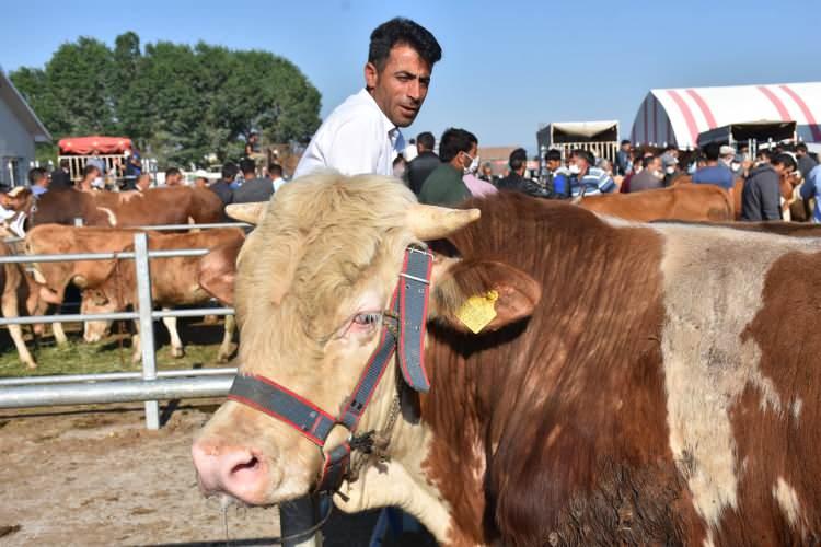<p>Kurban Bayramı'na sayılı günler kala ikinci el otomobil fiyatına alıcı bekleyen boğalar, kurban vazifesini ortak şekilde yerine getirmek isteyenlerin ilgisini çekiyor.</p>
<p> </p>