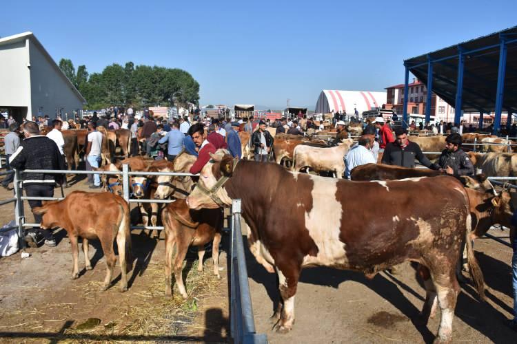 <p>Sarıkamış'ta görücüye çıkarılan ve iri olmasından dolayı beline konulan yumurta düşmeden duran 1 ton 100 kilogram ağırlığındaki "Aşkar", Selim Hayvan Pazarı'nda satışa sunulan 1 tonluk "Paşa" ve 900 kilogramlık "Poyraz" ile 950 kiloluk "Bozo" alıcılarını bekliyor.</p>

<p> </p>
