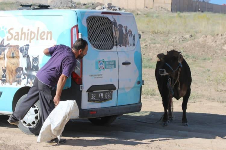 Kaçan dana ortalığı karıştırdı: Gel kurban olduğum