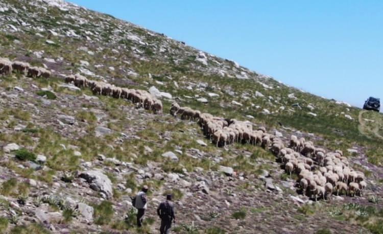 <p>Aslen Orta Asya Türk’ü olan Efe Gülbak, doğduğundan bu yana hayvanlarla iç içe yaşıyor. 1O yaşından itibaren babasından miras kalan Peygamberlik mesleği dediği çok sevdiği çobanlığı icra eden Efe Gülbak, 55 yıldır dağda koyun bakıyor.<br />
 </p>
