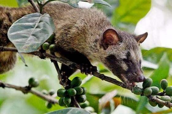<p>Bu kahvenin adı da Kopi Luwak olarak biliniyor. Sumatra ormanlarında yetişen Kopi Luwak kahvesinin pahalı olmasının sebebi ise taklit edilmesi mümkün olmayan tadı...</p>
<p> </p>